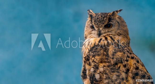 Bild på Beautiful eagle owl on blue background with copy space